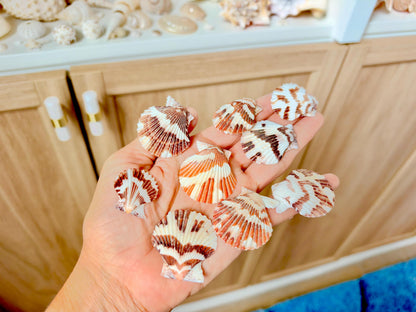 Pecten Tranquebaricus Scallop Shells: 1-2" Bulk 1 Kilo 225pc. Colorful Craft Seashells