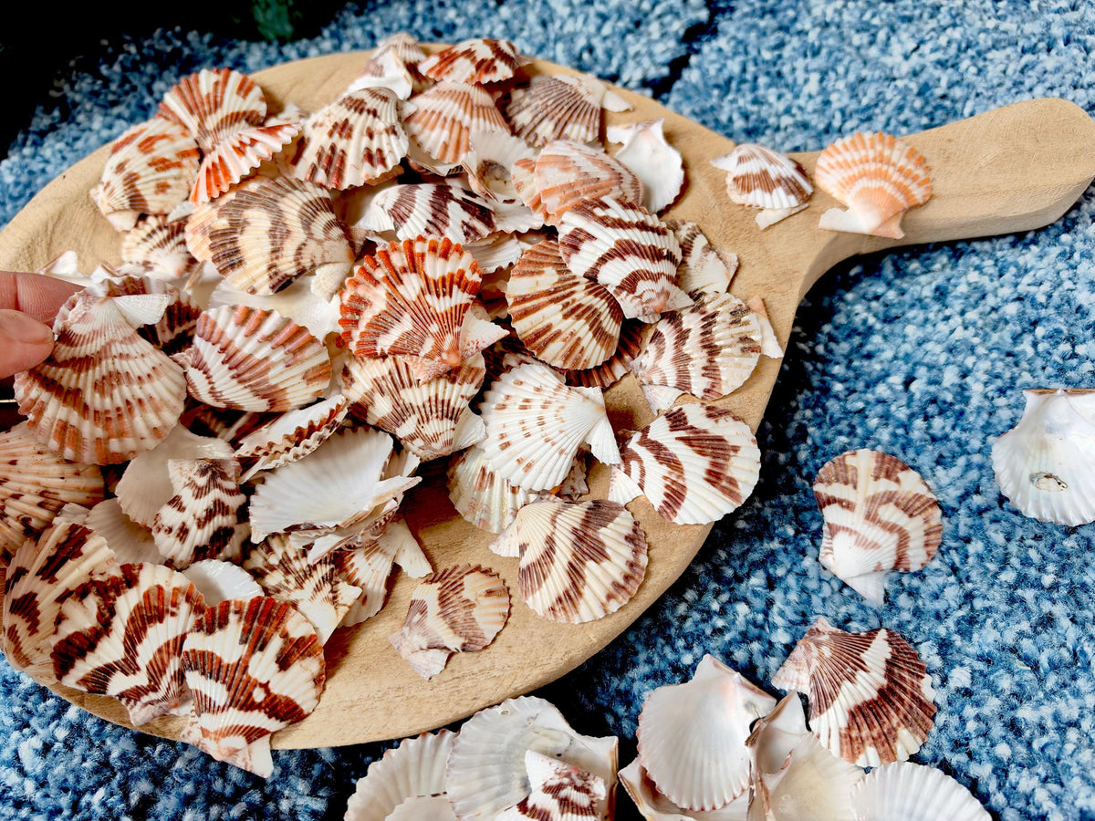 Pecten Tranquebaricus Scallop Shells: 1-2" Bulk 1 Kilo 225pc. Colorful Craft Seashells