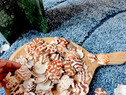 Pecten Tranquebaricus Scallop Shells: 1-2" Bulk 1 Kilo 225pc. Colorful Craft Seashells
