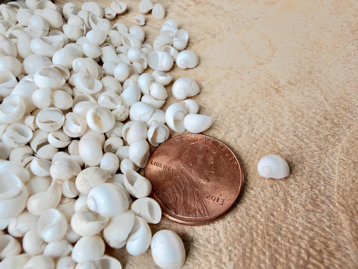 MONGO LITTORINA SHELLS *You Choose Color & Quantity* Tiny 1/4" Green Yellow Craft Seashells