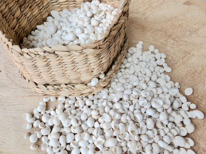 MONGO LITTORINA SHELLS *You Choose Color & Quantity* Tiny 1/4" Green Yellow Craft Seashells