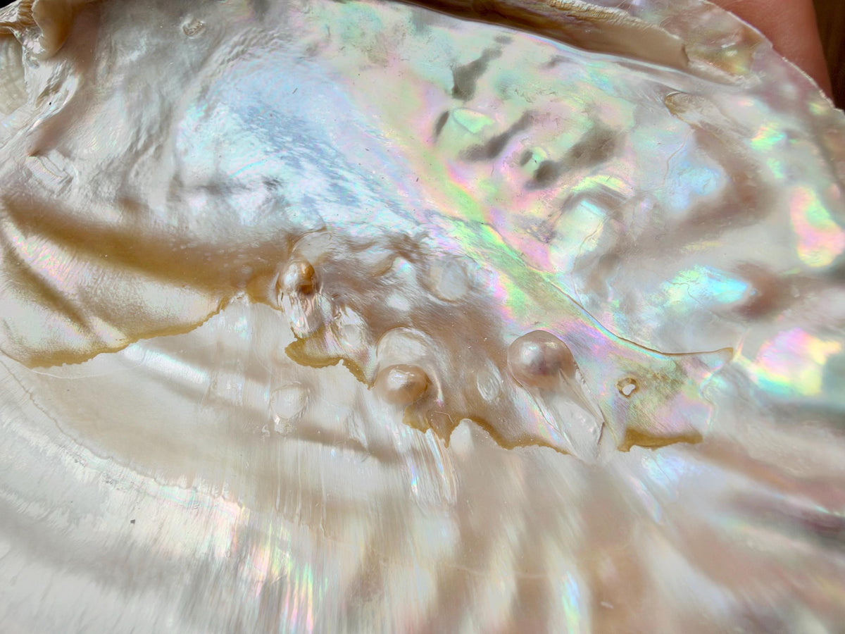 Real 5-6" PEARL Embedded Clam Shell Dished: Polished Mother of Pearl Decorative Tray