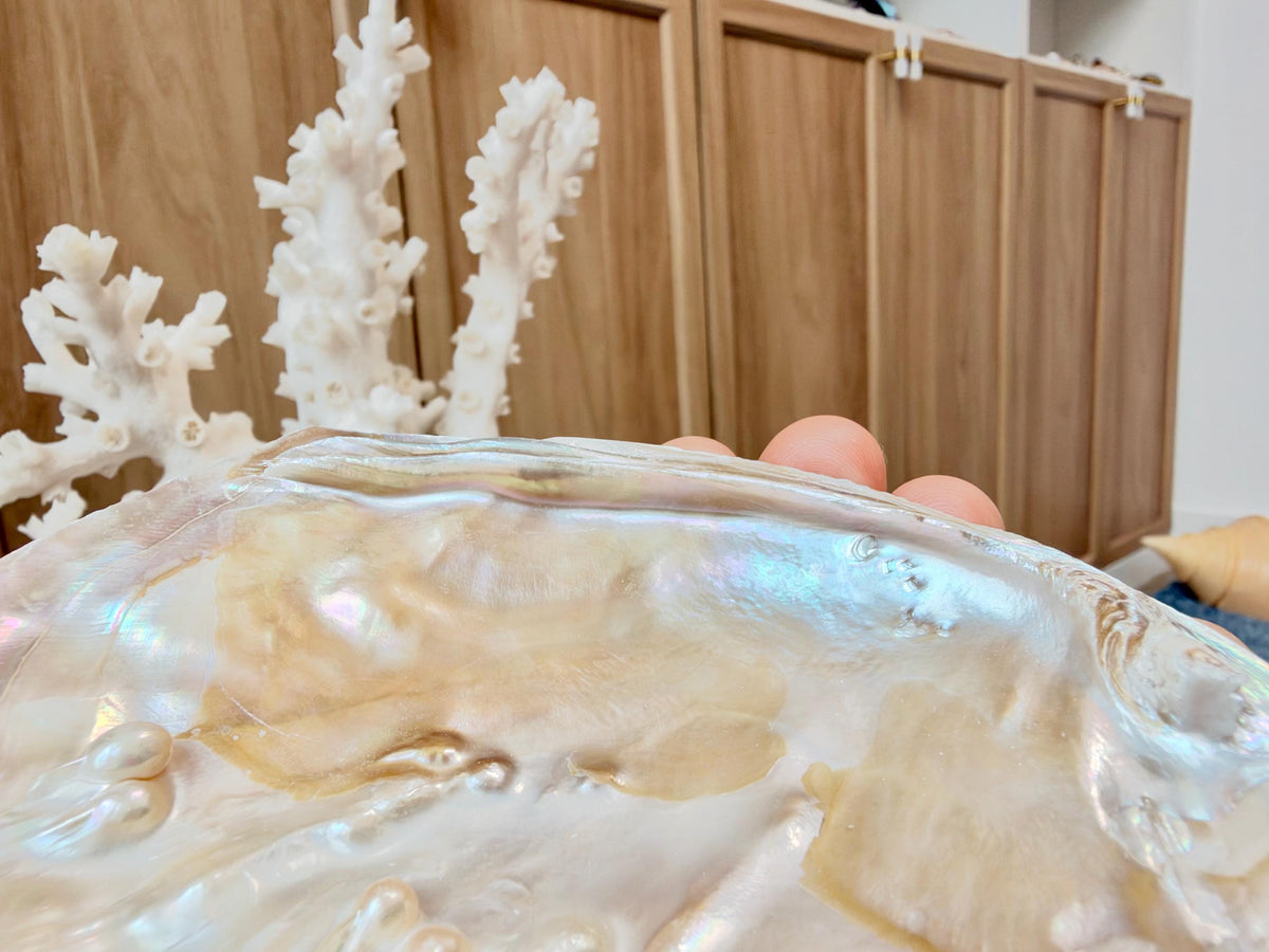 Real 5-6" PEARL Embedded Clam Shell Dished: Polished Mother of Pearl Decorative Tray