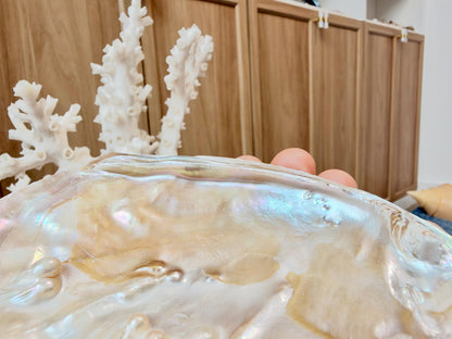 Real 5-6" PEARL Embedded Clam Shell Dished: Polished Mother of Pearl Decorative Tray