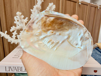 Real 5-6" PEARL Embedded Clam Shell Dished: Polished Mother of Pearl Decorative Tray