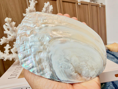 Real 5-6" PEARL Embedded Clam Shell Dished: Polished Mother of Pearl Decorative Tray