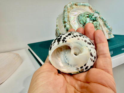Banded Magpie Turbo Shells 2-2.5" Naturally Polished Black White Hermit Crab Seashell