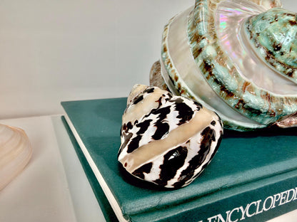 Banded Magpie Turbo Shells 2-2.5" Naturally Polished Black White Hermit Crab Seashell