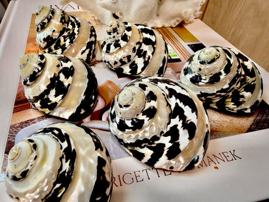 Banded Magpie Turbo Shells 2-2.5" Naturally Polished Black White Hermit Crab Seashell