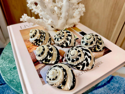 Banded Magpie Turbo Shells 2-2.5" Naturally Polished Black White Hermit Crab Seashell