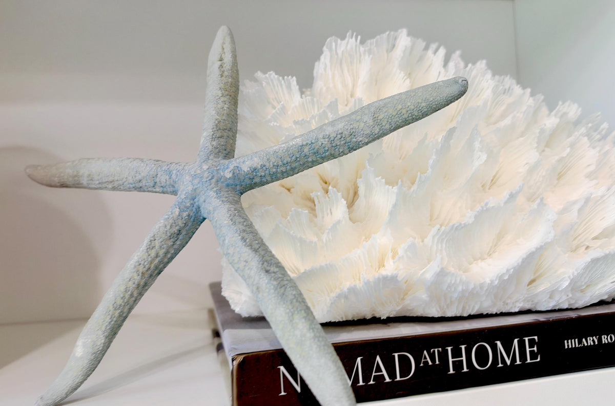 Blue Linckia Natural Preserved Starfish 9-10" Coastal Beach Home Décor & Crafts