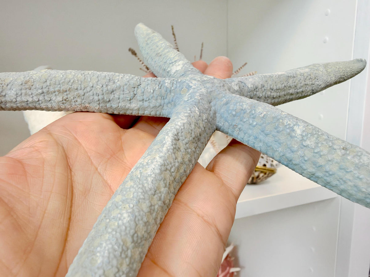 Blue Linckia Natural Preserved Starfish 9-10" Coastal Beach Home Décor & Crafts