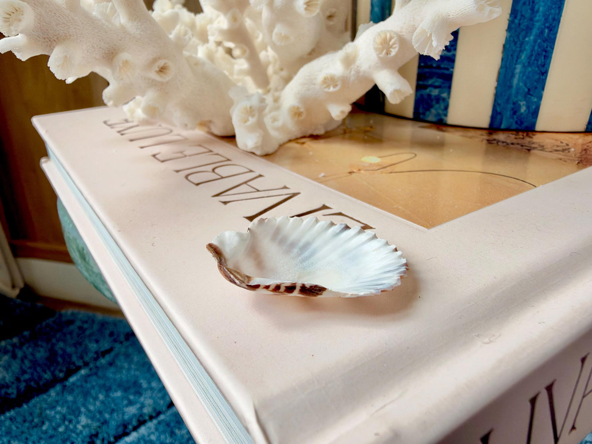 Pecten Tranquebaricus Scallop Shells: 1-2" Bulk 1 Kilo 225pc. Colorful Craft Seashells
