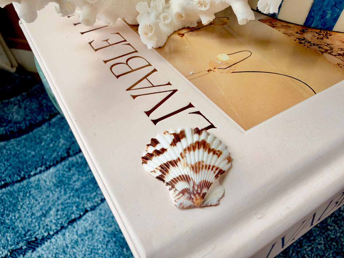 Pecten Tranquebaricus Scallop Shells: 1-2" Bulk 1 Kilo 225pc. Colorful Craft Seashells