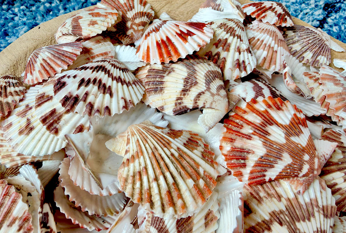 Pecten Tranquebaricus Scallop Shells: 1-2" Bulk 1 Kilo 225pc. Colorful Craft Seashells