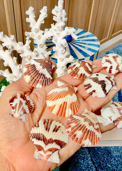 Pecten Tranquebaricus Scallop Shells: 1-2" Bulk 1 Kilo 225pc. Colorful Craft Seashells