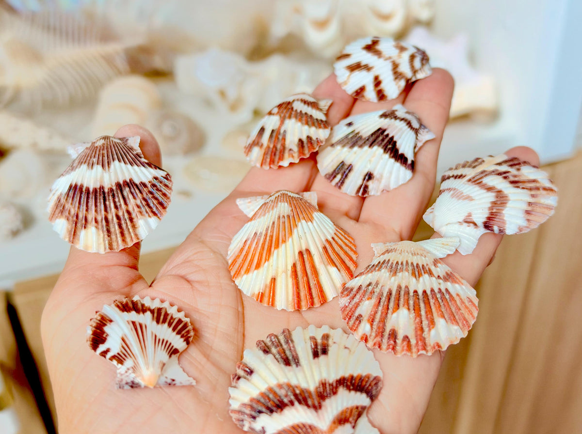 Pecten Tranquebaricus Scallop Shells: 1-2" Bulk 1 Kilo 225pc. Colorful Craft Seashells