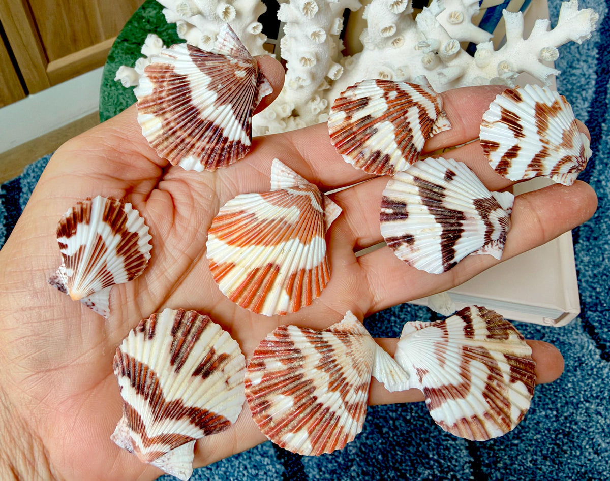Pecten Tranquebaricus Scallop Shells: 1-2" Bulk 1 Kilo 225pc. Colorful Craft Seashells