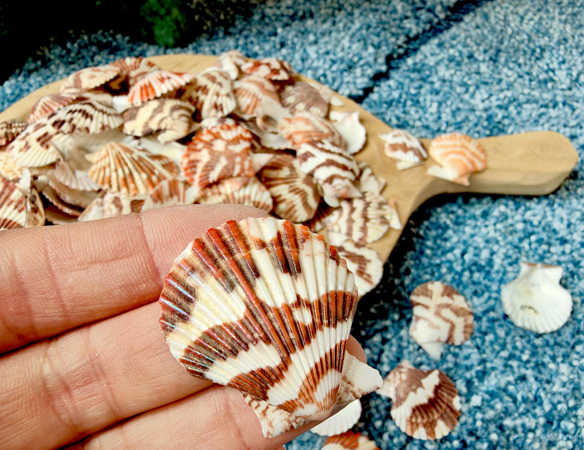 Pecten Tranquebaricus Scallop Shells: 1-2" Bulk 1 Kilo 225pc. Colorful Craft Seashells