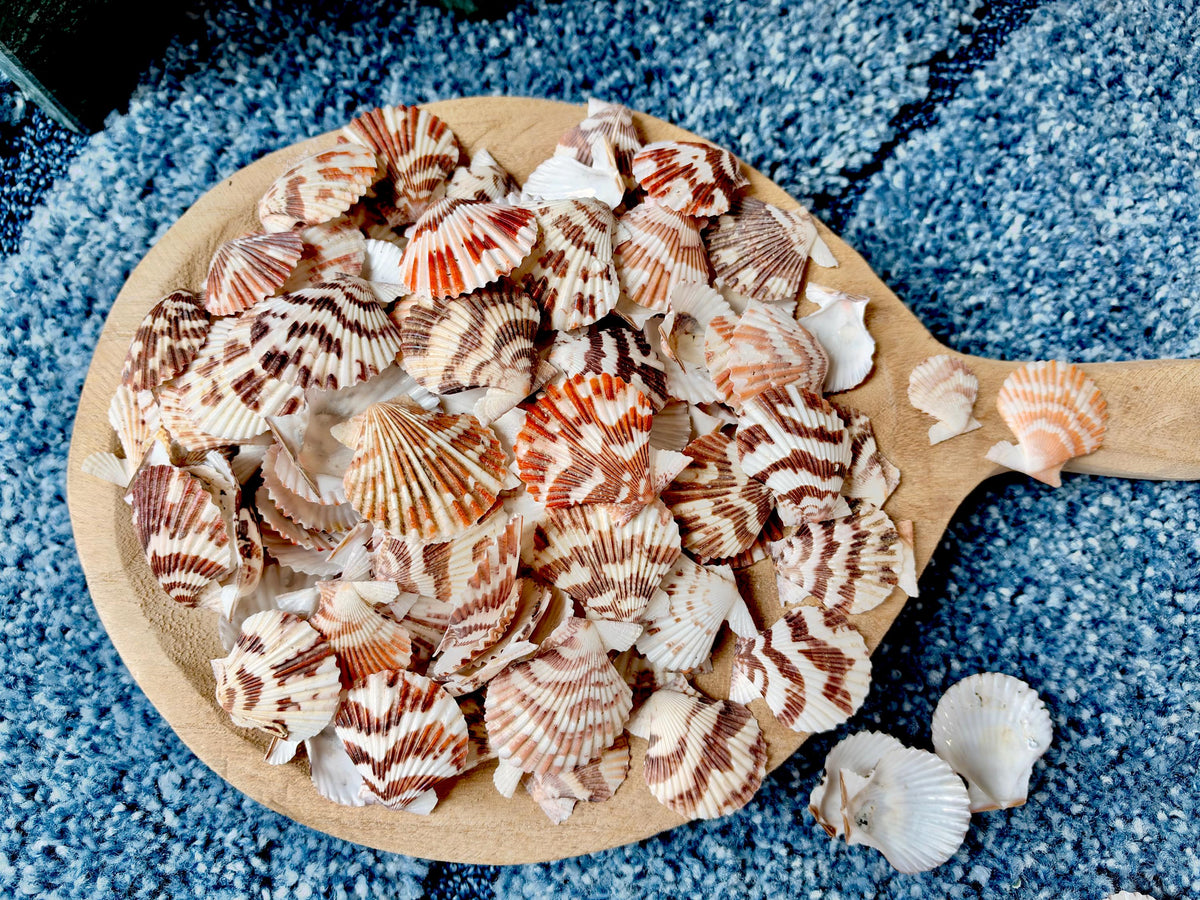 Pecten Tranquebaricus Scallop Shells: 1-2" Bulk 1 Kilo 225pc. Colorful Craft Seashells