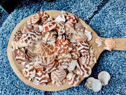 Pecten Tranquebaricus Scallop Shells: 1-2" Bulk 1 Kilo 225pc. Colorful Craft Seashells