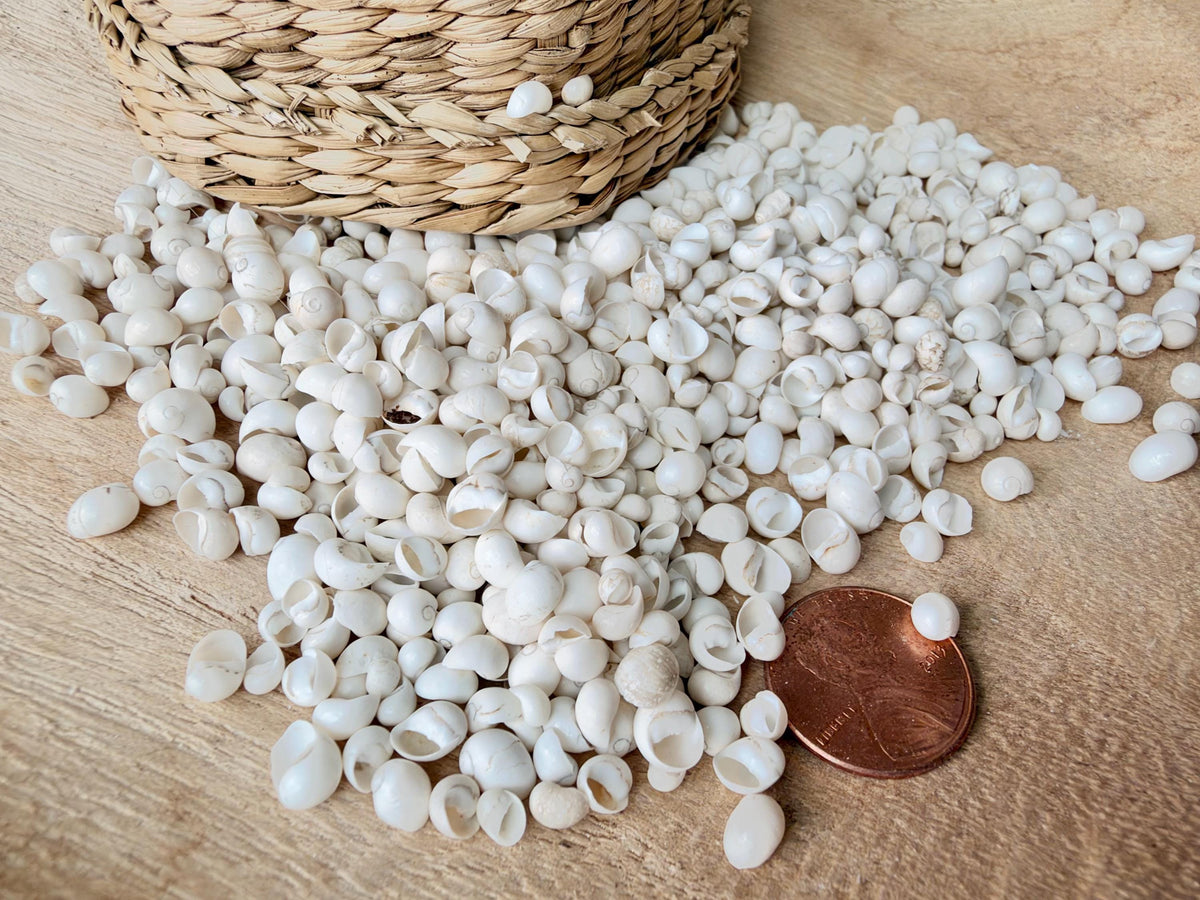 MONGO LITTORINA SHELLS *You Choose Color & Quantity* Tiny 1/4" Green Yellow Craft Seashells