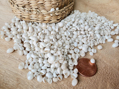 MONGO LITTORINA SHELLS *You Choose Color & Quantity* Tiny 1/4" Green Yellow Craft Seashells