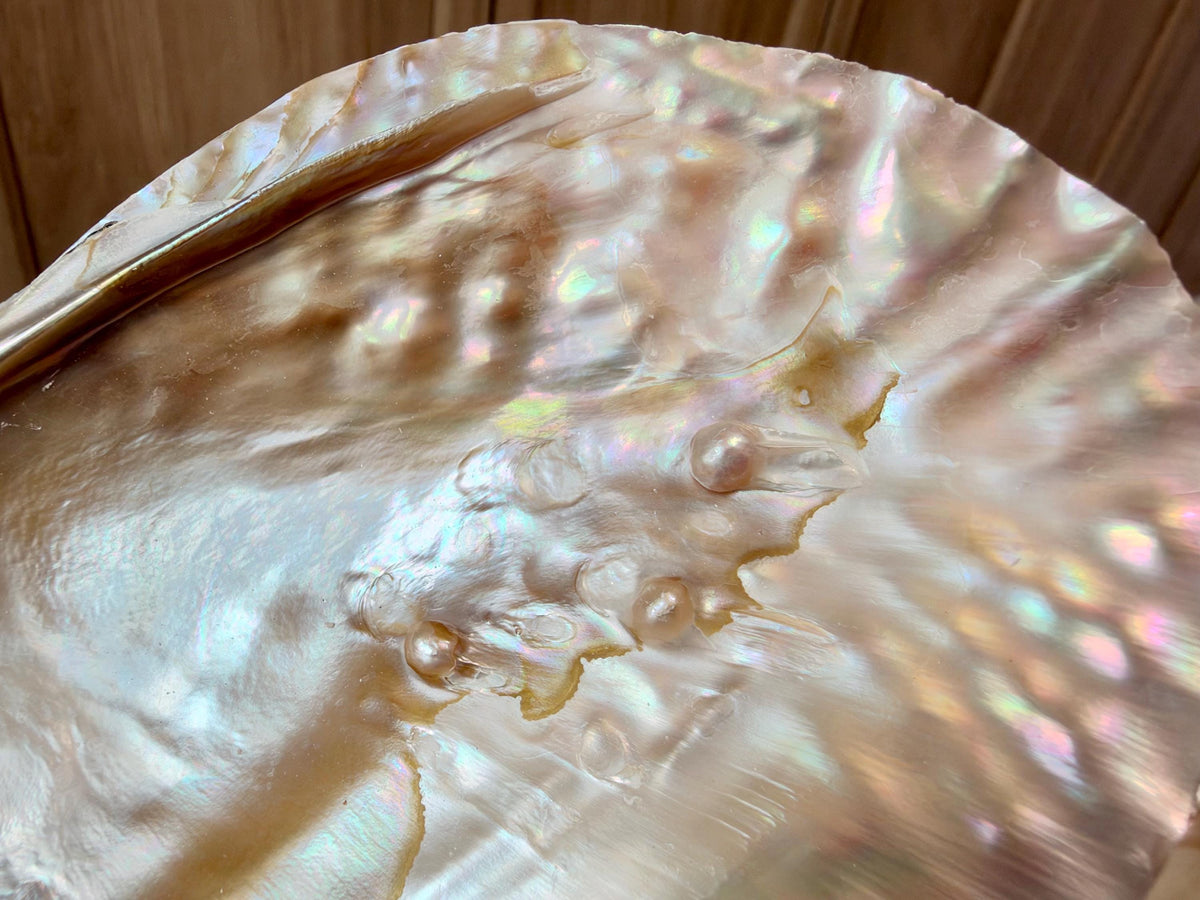 Real 5-6" PEARL Embedded Clam Shell Dished: Polished Mother of Pearl Decorative Tray