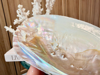 Real 5-6" PEARL Embedded Clam Shell Dished: Polished Mother of Pearl Decorative Tray