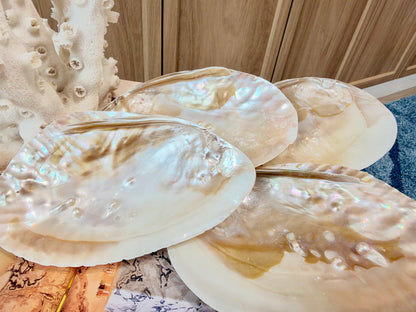 Real 5-6" PEARL Embedded Clam Shell Dished: Polished Mother of Pearl Decorative Tray