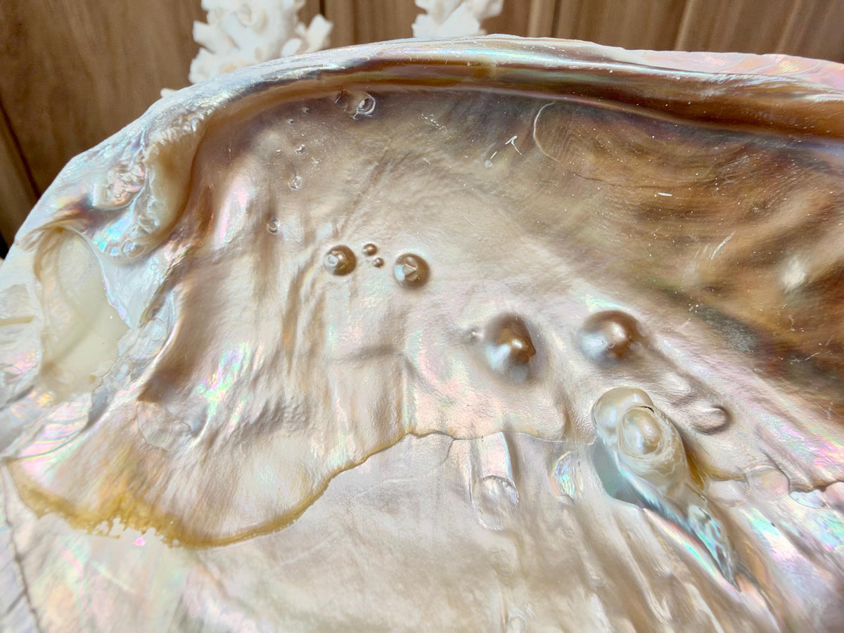 Real 5-6" PEARL Embedded Clam Shell Dished: Polished Mother of Pearl Decorative Tray