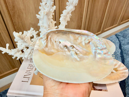 Real 5-6" PEARL Embedded Clam Shell Dished: Polished Mother of Pearl Decorative Tray