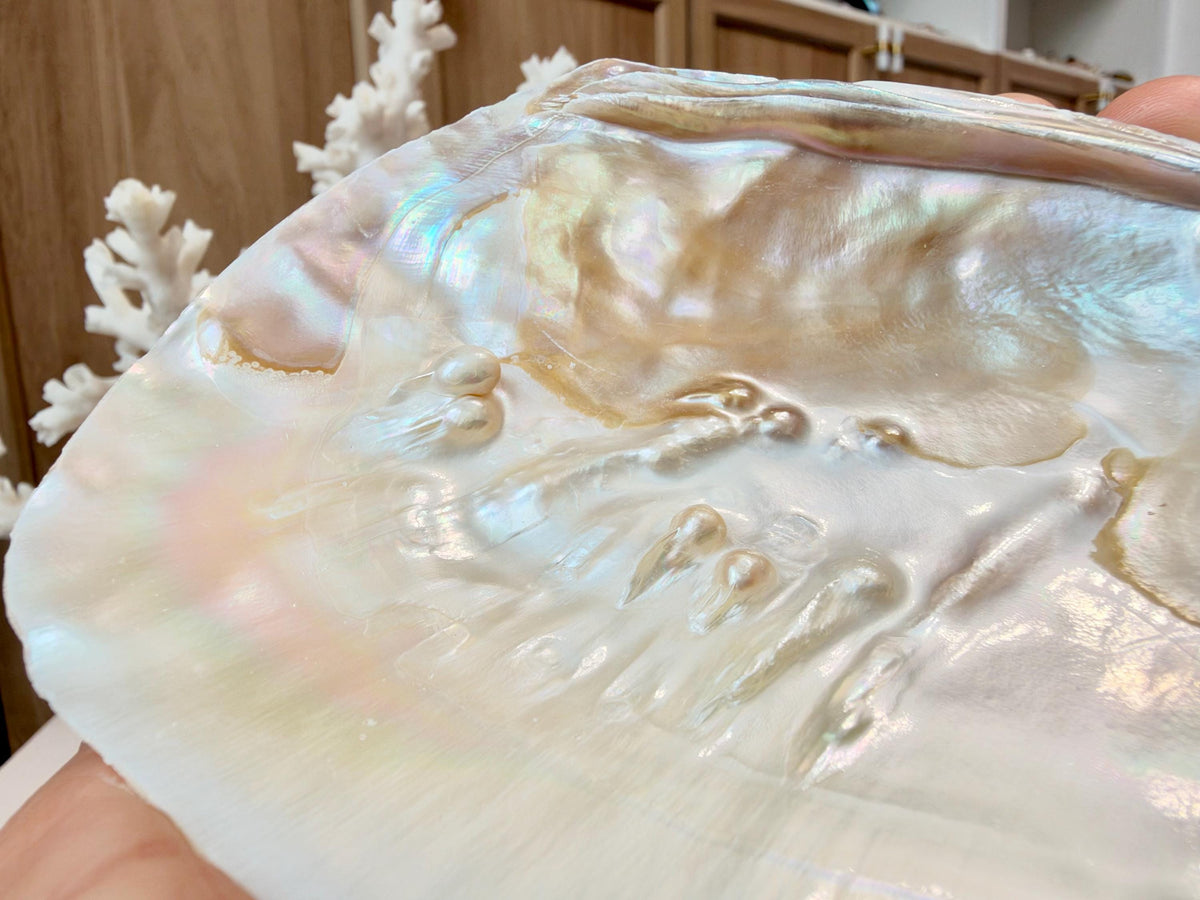 Real 5-6" PEARL Embedded Clam Shell Dished: Polished Mother of Pearl Decorative Tray