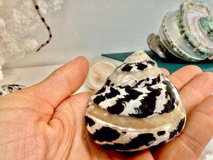 Banded Magpie Turbo Shells 2-2.5" Naturally Polished Black White Hermit Crab Seashell