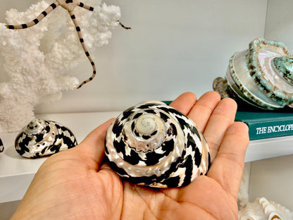 Banded Magpie Turbo Shells 2-2.5" Naturally Polished Black White Hermit Crab Seashell