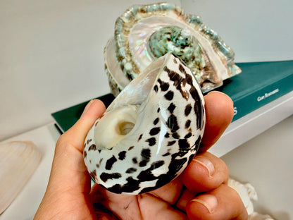 Banded Magpie Turbo Shells 2-2.5" Naturally Polished Black White Hermit Crab Seashell