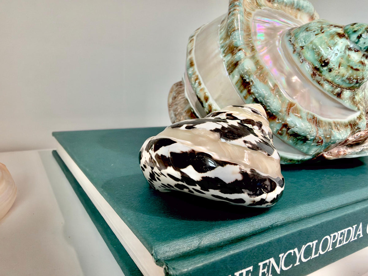 Banded Magpie Turbo Shells 2-2.5" Naturally Polished Black White Hermit Crab Seashell