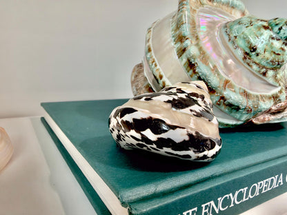 Banded Magpie Turbo Shells 2-2.5" Naturally Polished Black White Hermit Crab Seashell