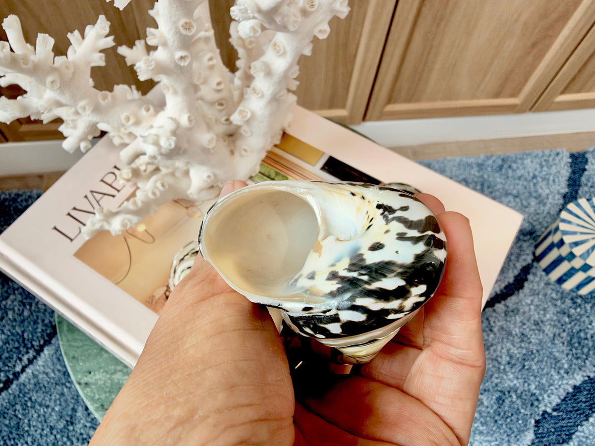 Banded Magpie Turbo Shells 2-2.5" Naturally Polished Black White Hermit Crab Seashell