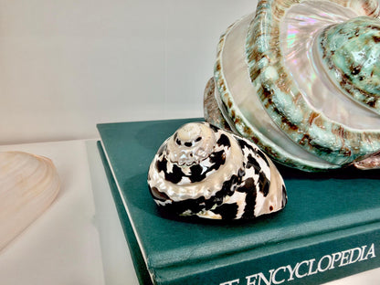 Banded Magpie Turbo Shells 2-2.5" Naturally Polished Black White Hermit Crab Seashell