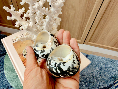Banded Magpie Turbo Shells 2-2.5" Naturally Polished Black White Hermit Crab Seashell