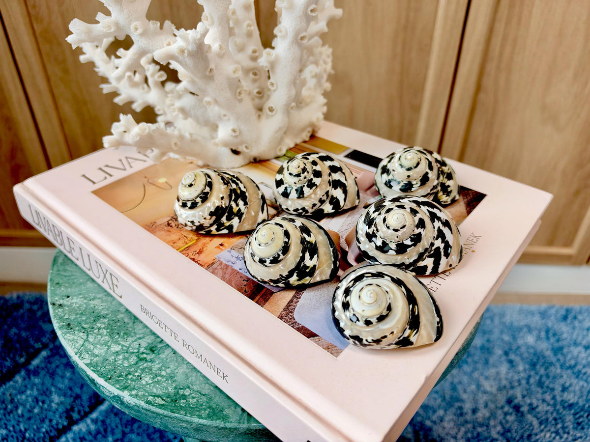 Banded Magpie Turbo Shells 2-2.5" Naturally Polished Black White Hermit Crab Seashell