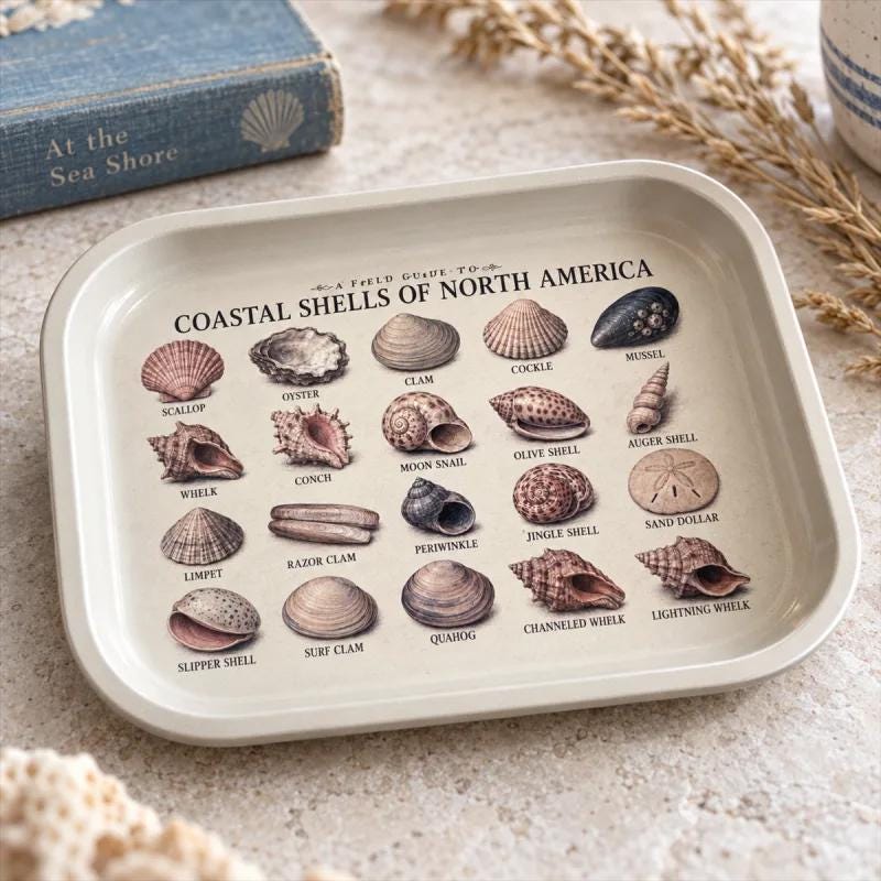Seashell Specimen Decorative Tray: Coastal Décor Gift