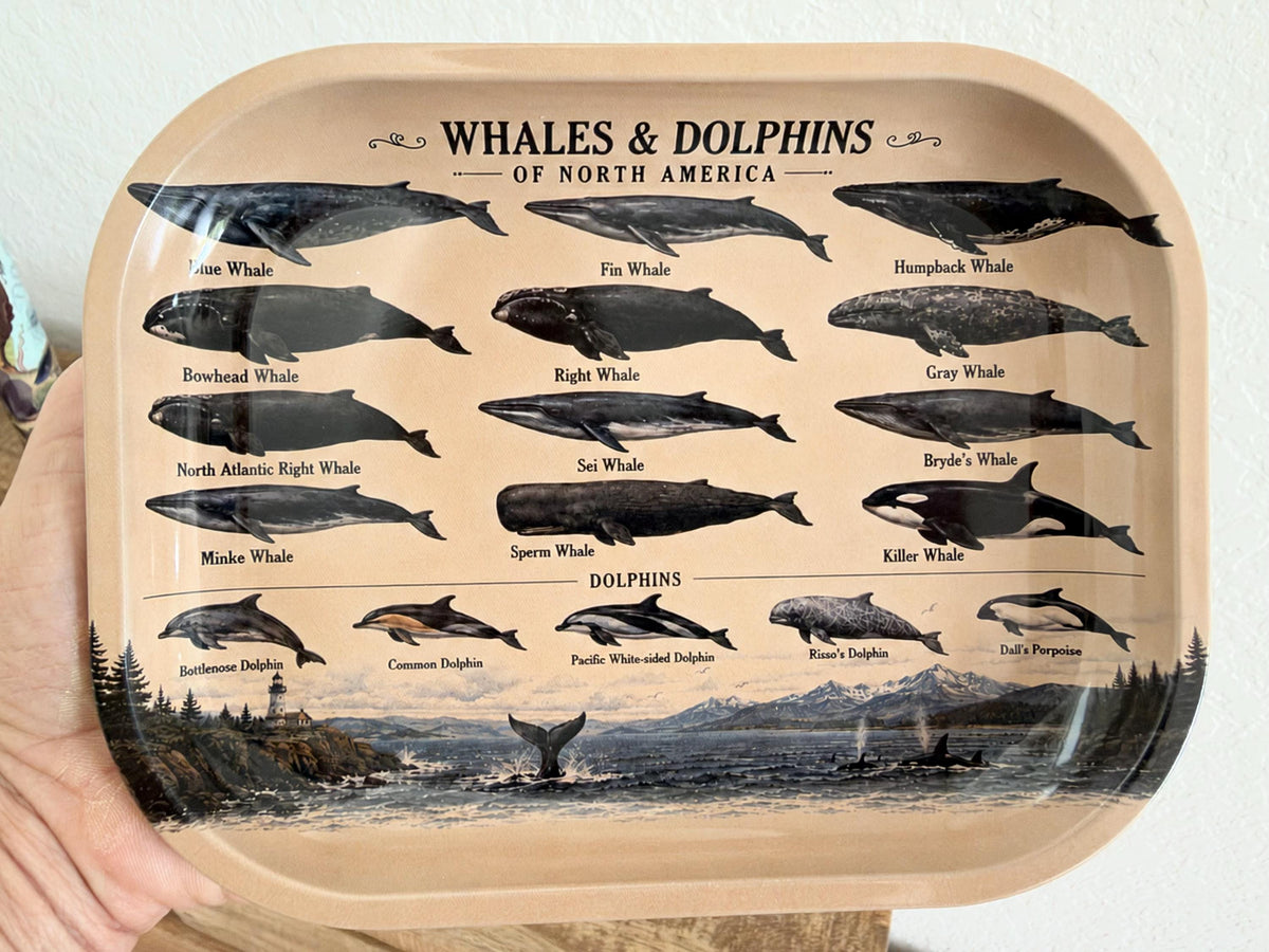 Whales & Dolphins Specimen Decorative Tray: Coastal Décor Gift