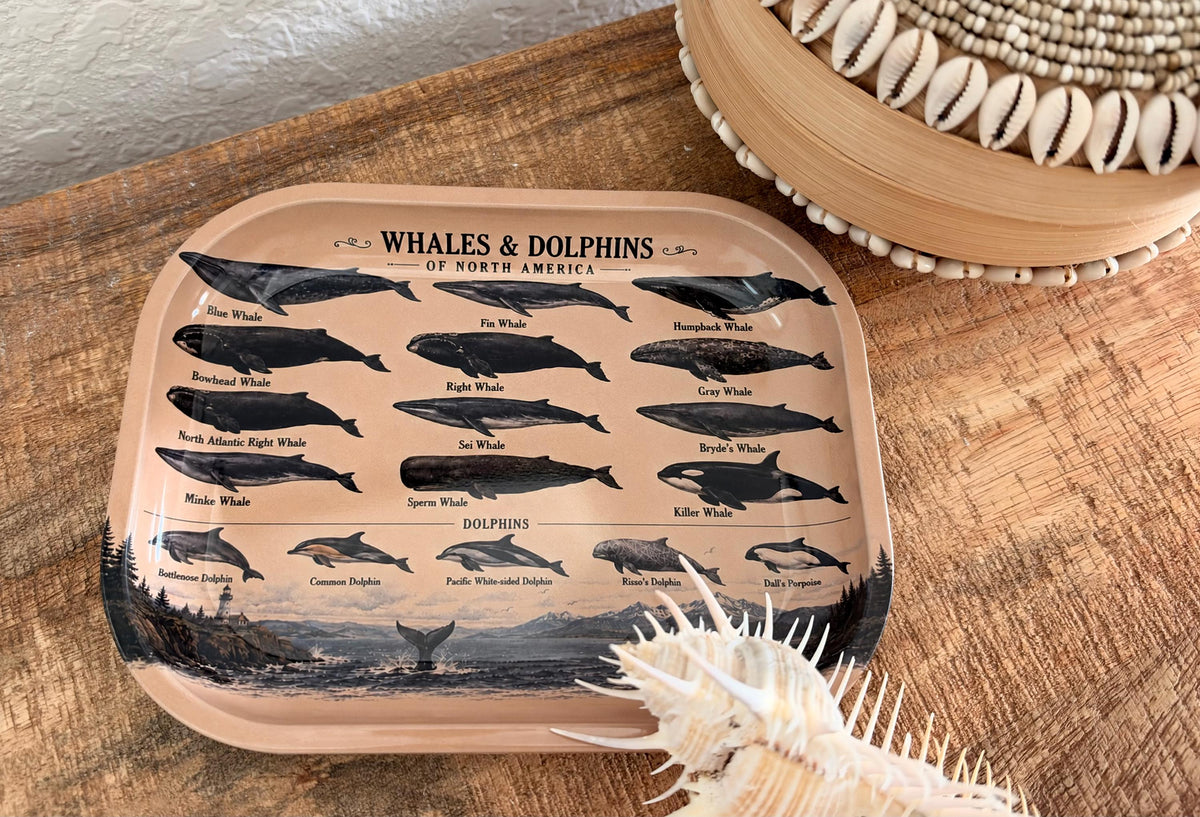 Whales & Dolphins Specimen Decorative Tray: Coastal Décor Gift
