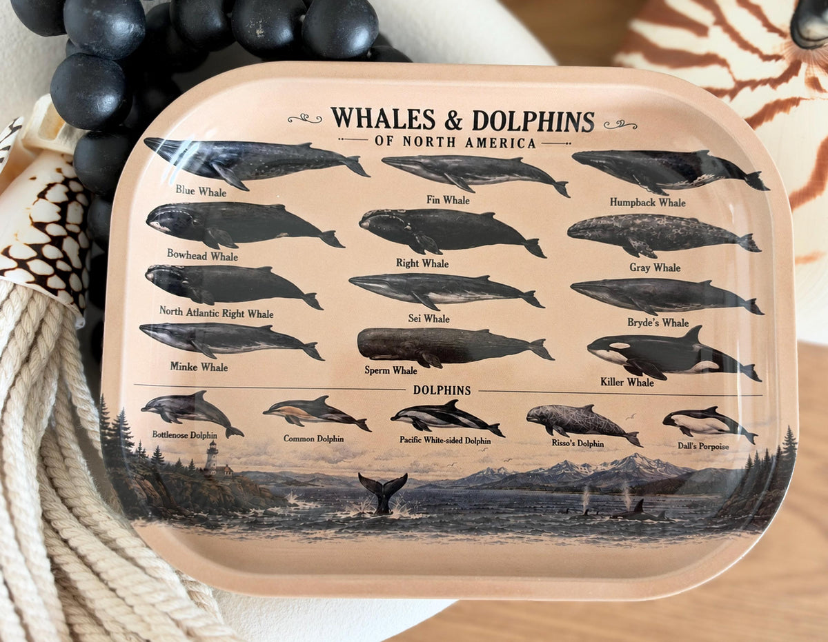 Whales & Dolphins Specimen Decorative Tray: Coastal Décor Gift