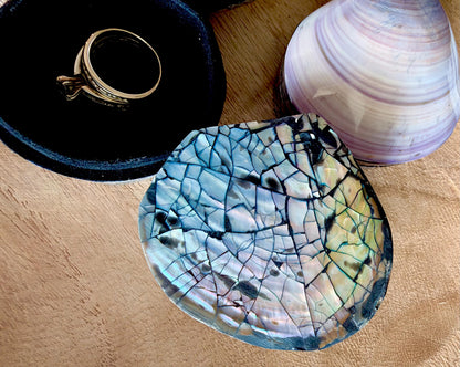Natural Handmade Seashell Clam Ring Box: 3 Colors, 2.5" Shell Coastal Gift