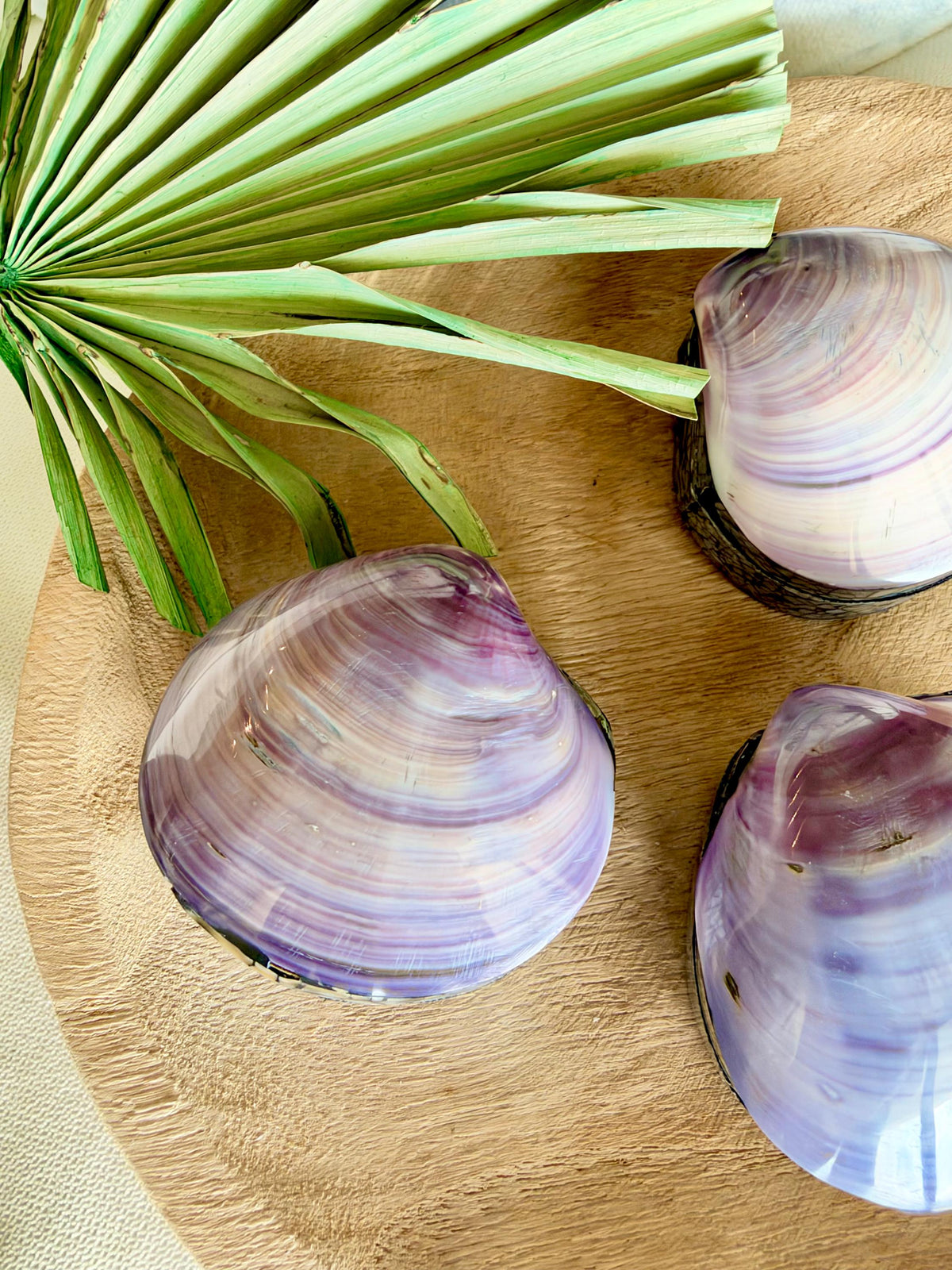 Natural Handmade Seashell Clam Ring Box: 3 Colors, 2.5" Shell Coastal Gift
