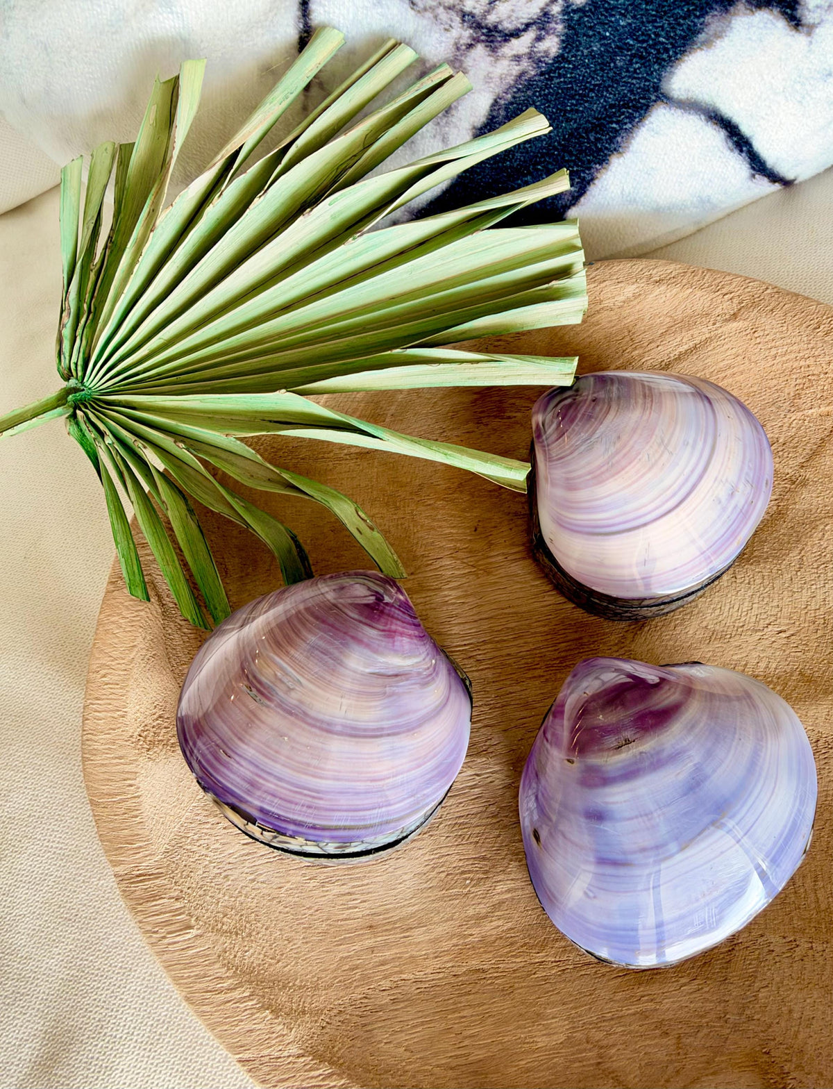Natural Handmade Seashell Clam Ring Box: 3 Colors, 2.5" Shell Coastal Gift