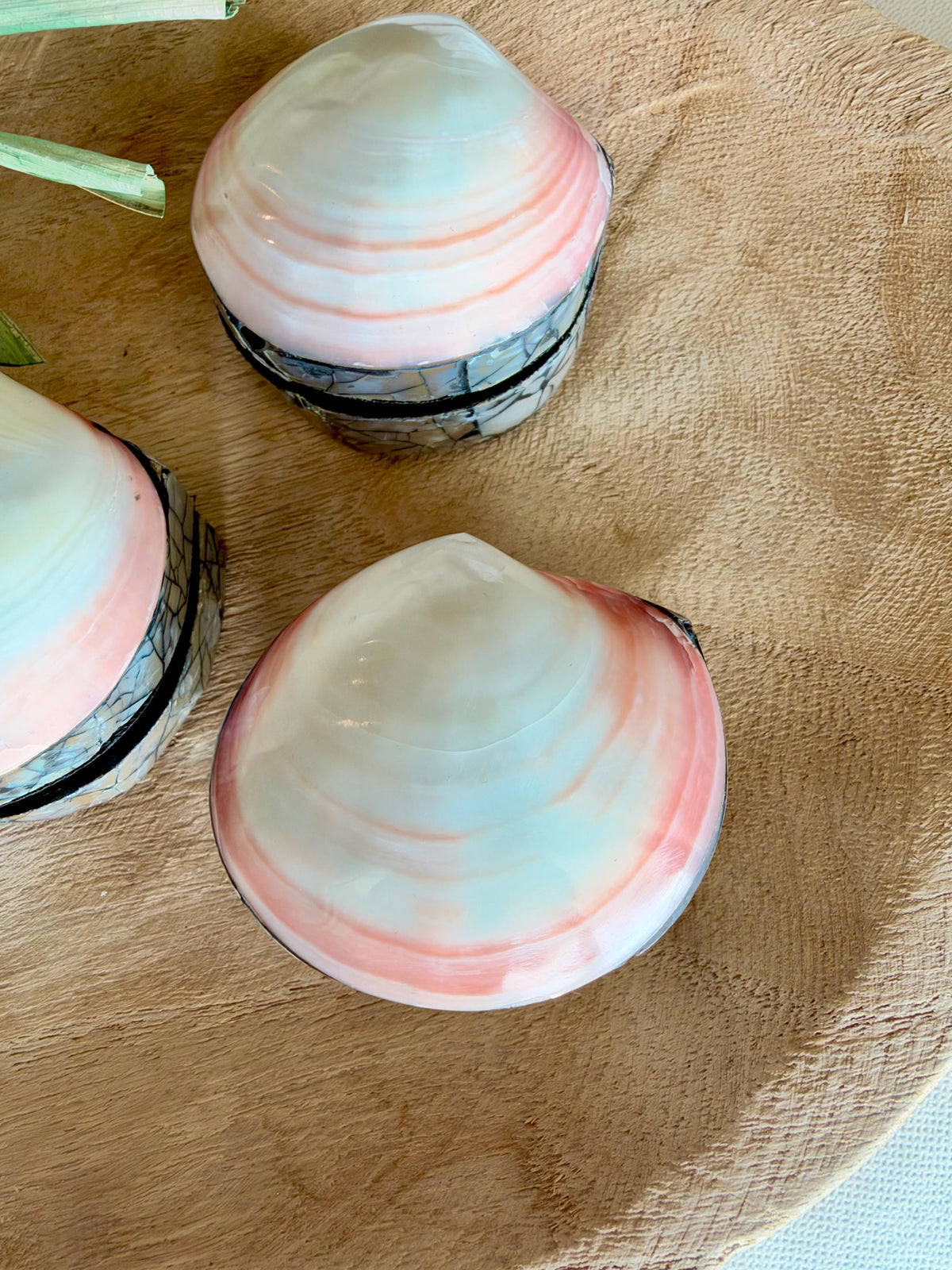 Natural Handmade Seashell Clam Ring Box: 3 Colors, 2.5" Shell Coastal Gift